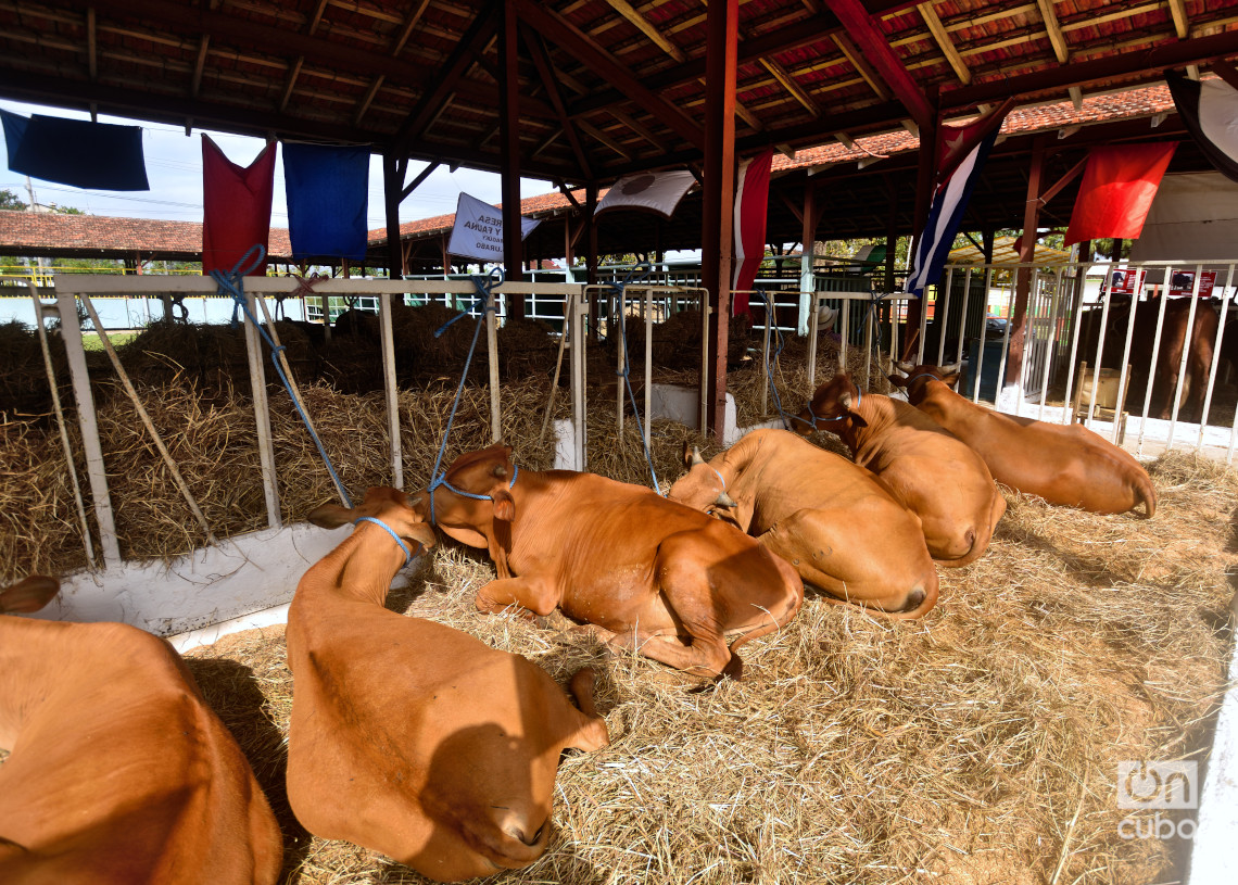 Edición 26 de la Feria Internacional Agroindustrial Alimentaria FIAGROP 2025, en La Habana. Foto: Otmaro Rodríguez.