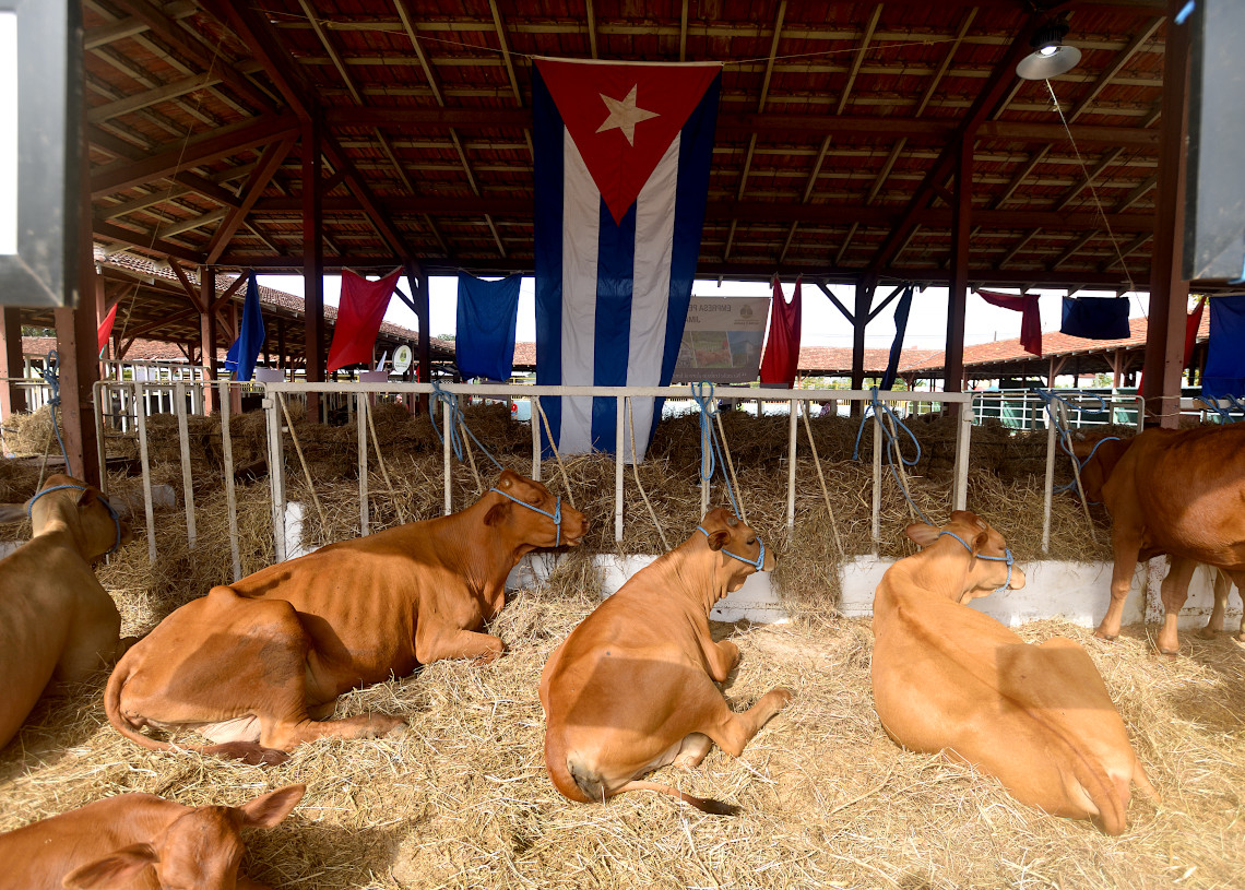 Edición 26 de la Feria Internacional Agroindustrial Alimentaria FIAGROP 2025, en La Habana. Foto: Otmaro Rodríguez.