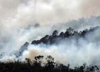 Incendio forestal en Pinar del Río. Foto: Tomada de las redes sociales.