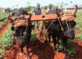 agricultura