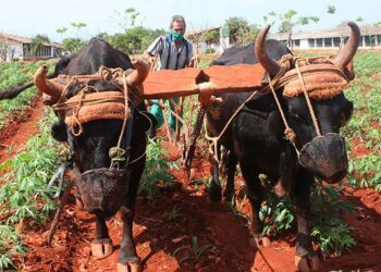 agricultura