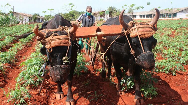 agricultura