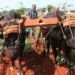 agricultura