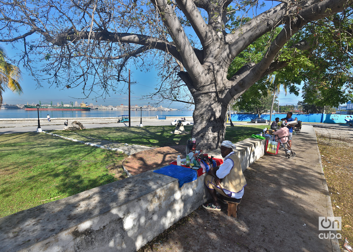 Cartomántico a los pies de una ceiba, en Regla. Foto: Otmaro Rodríguez.