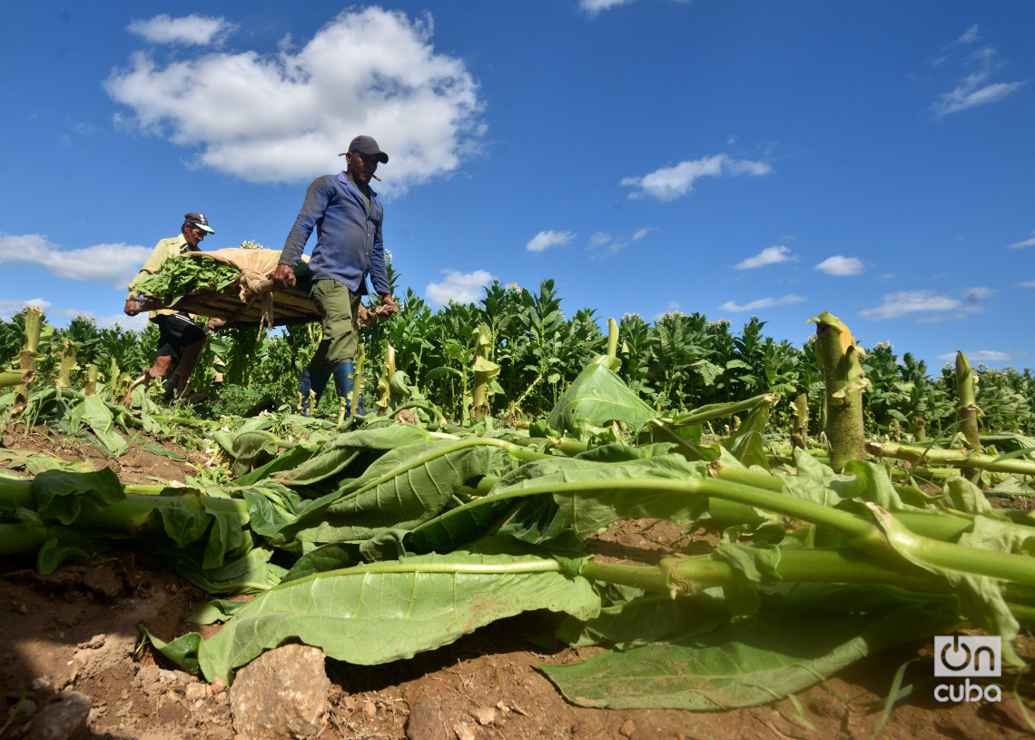 Dos vegueros trasladan hojas de tabaco del campo a una casa de cura. Foto: Otmaro Rodríguez.