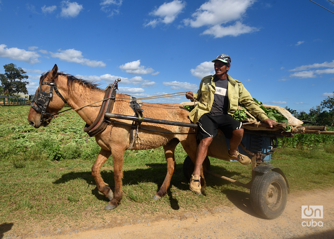 Traslado de hojas de tabaco en un carretón de caballo. Foto: Otmaro Rodríguez.