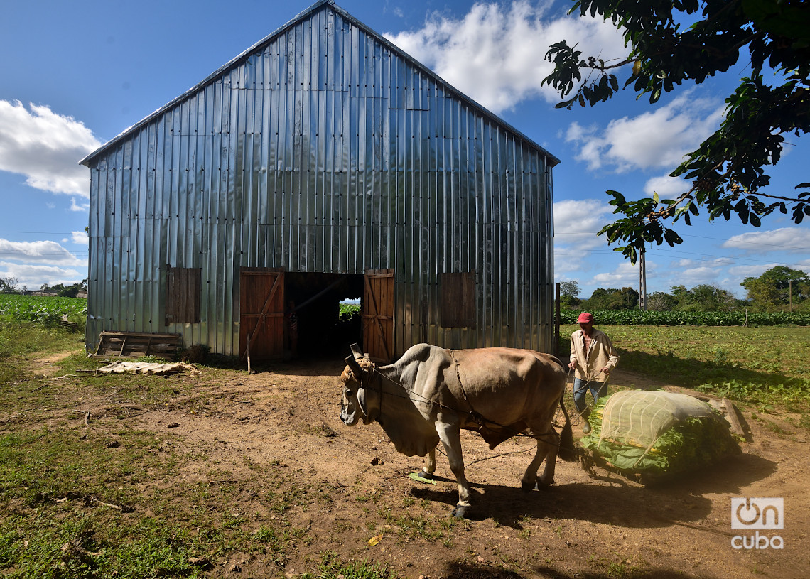 Transportando hojas de tabaco a una casa de secado. Foto: Otmaro Rodríguez.