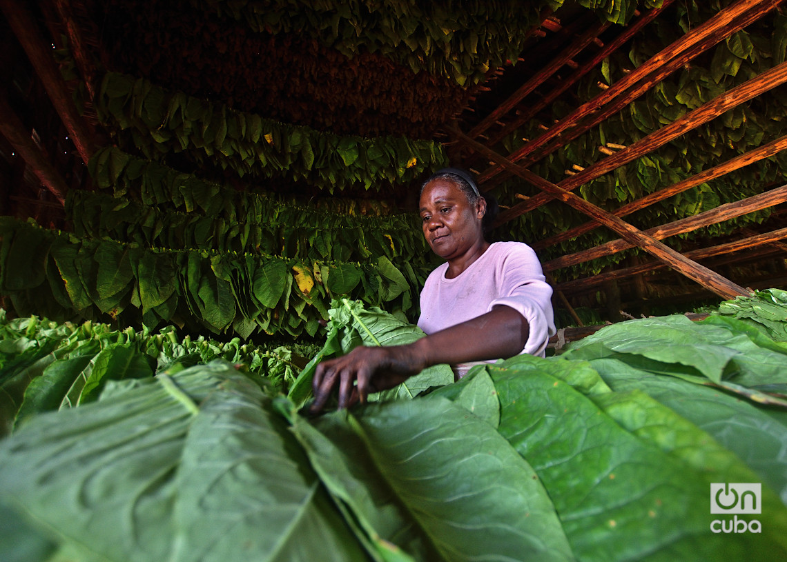 Ensarte de la hoja de  tabaco, una de las labores más antiguas. Foto: Otmaro Rodríguez.