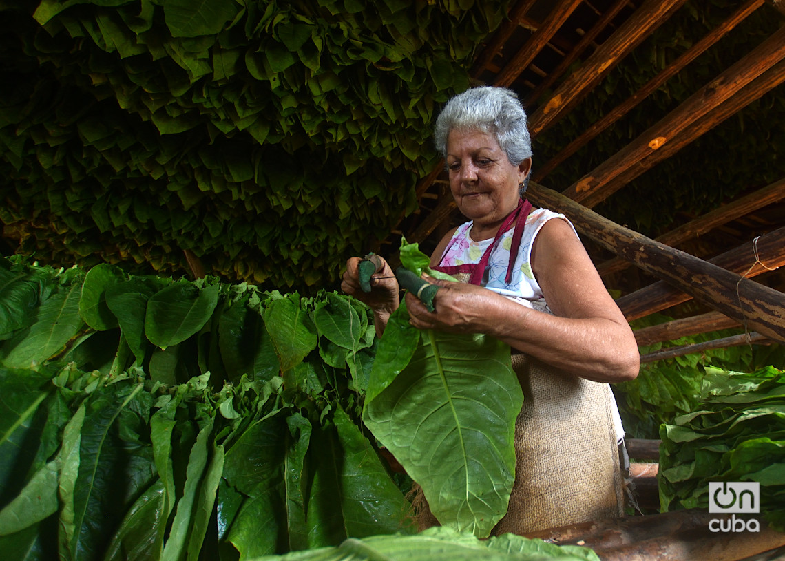 Ensarte de las hojas de tabaco en San Juan y Martínez, Pinar del Río. Foto: Otmaro Rodríguez.