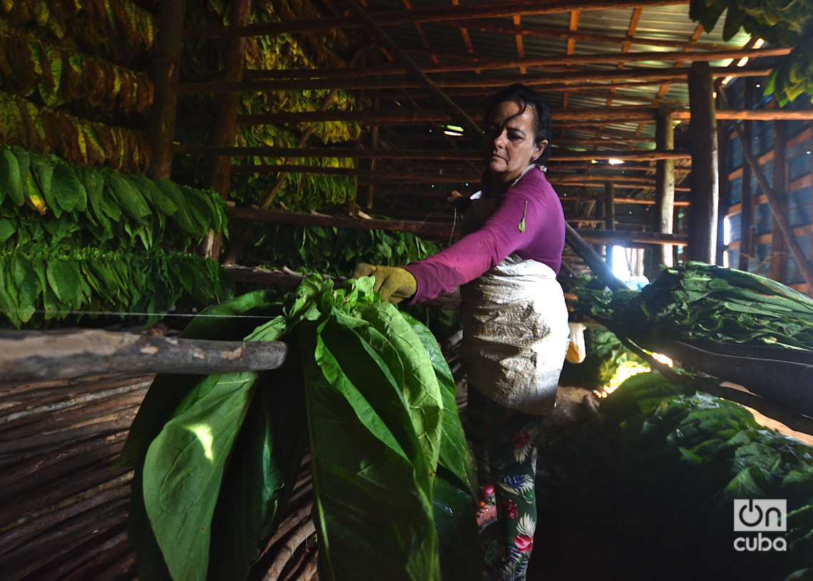 Una trabajadora en una casa de tabaco. Foto: Otmaro Rodríguez.