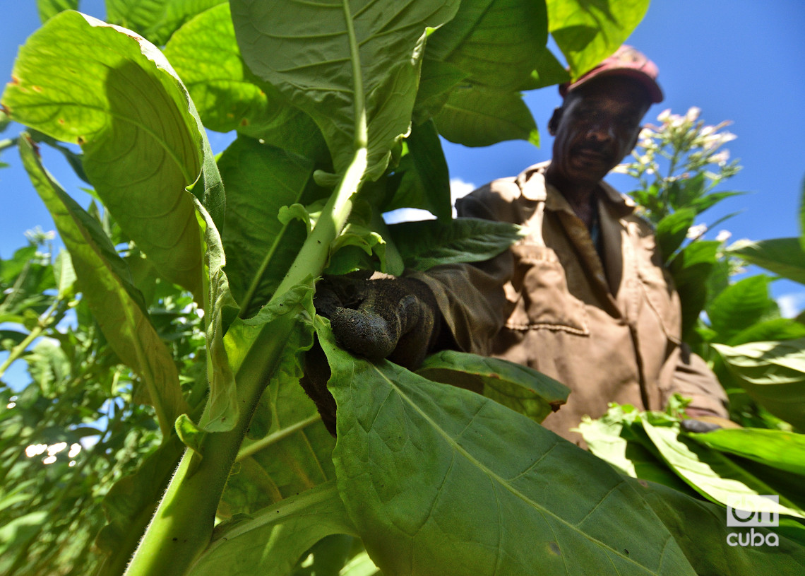 Cosecha de hojas de tabaco en San Juan y Martínez, Pinar del Río. Foto: Otmaro Rodríguez.