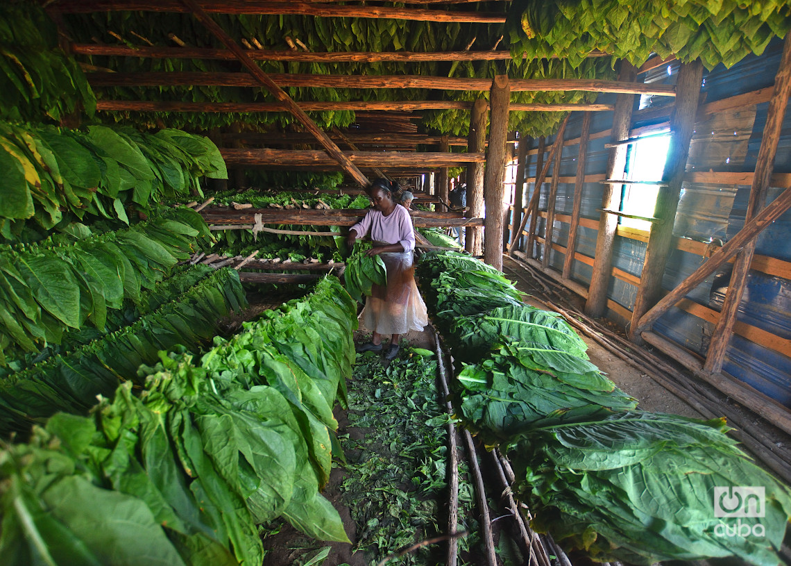 Trabajadoras en una casa de tabaco en San Juan y Martínez, Pinar del Río. Foto: Otmaro Rodríguez.