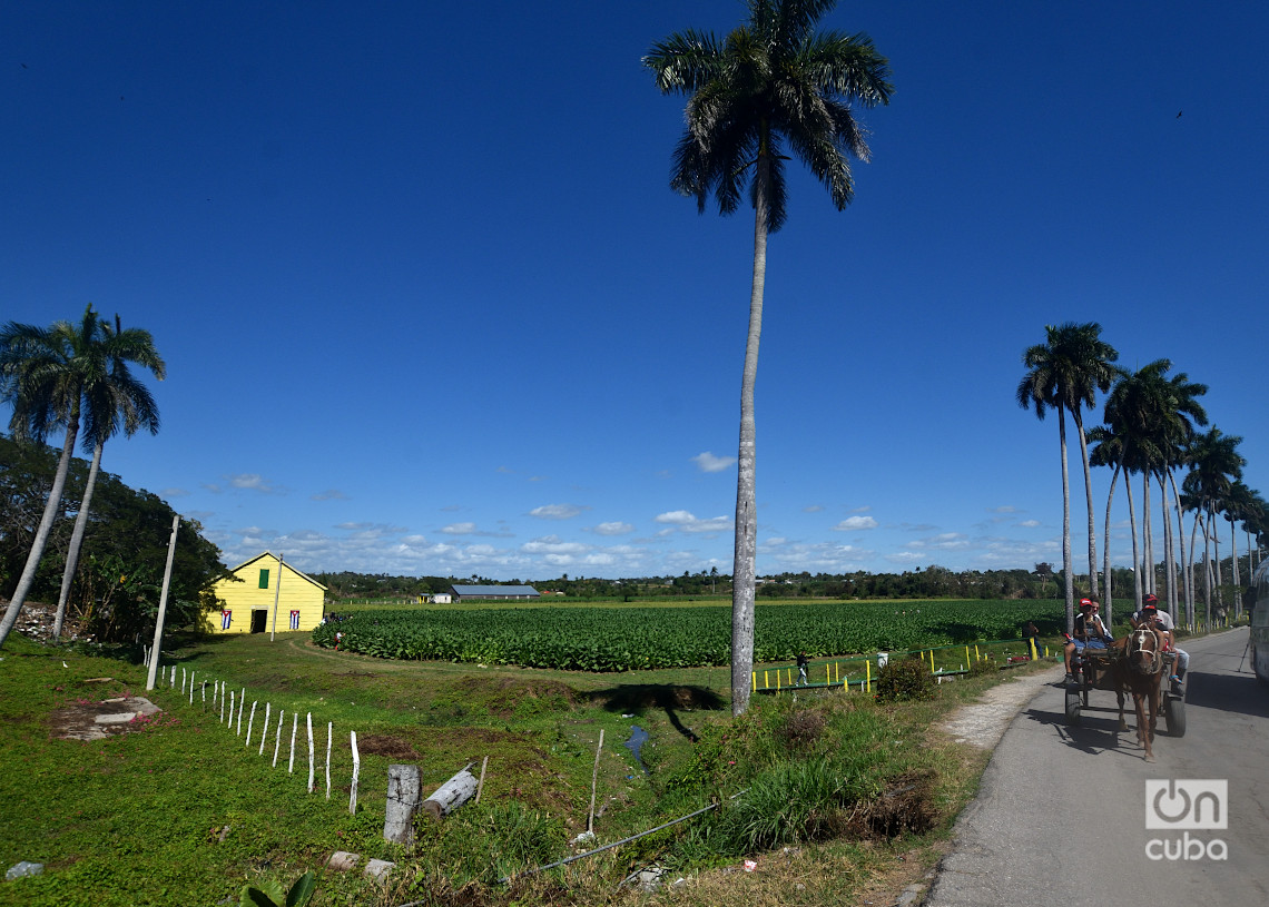 Plantación de tabaco en el Hoyo de Monterrey, en San Juan y Martínez, Pinar del Río. Foto: Otmaro Rodríguez.