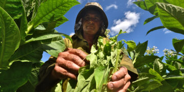 Cosecha de hojas de tabaco en San Juan y Martínez, Pinar del Río. Foto: Otmaro Rodríguez.