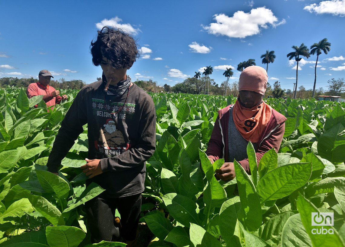 Jóvenes cultivadores de tabaco en San y Martínez, Pinar del Río. Foto: Otmaro Rodríguez.