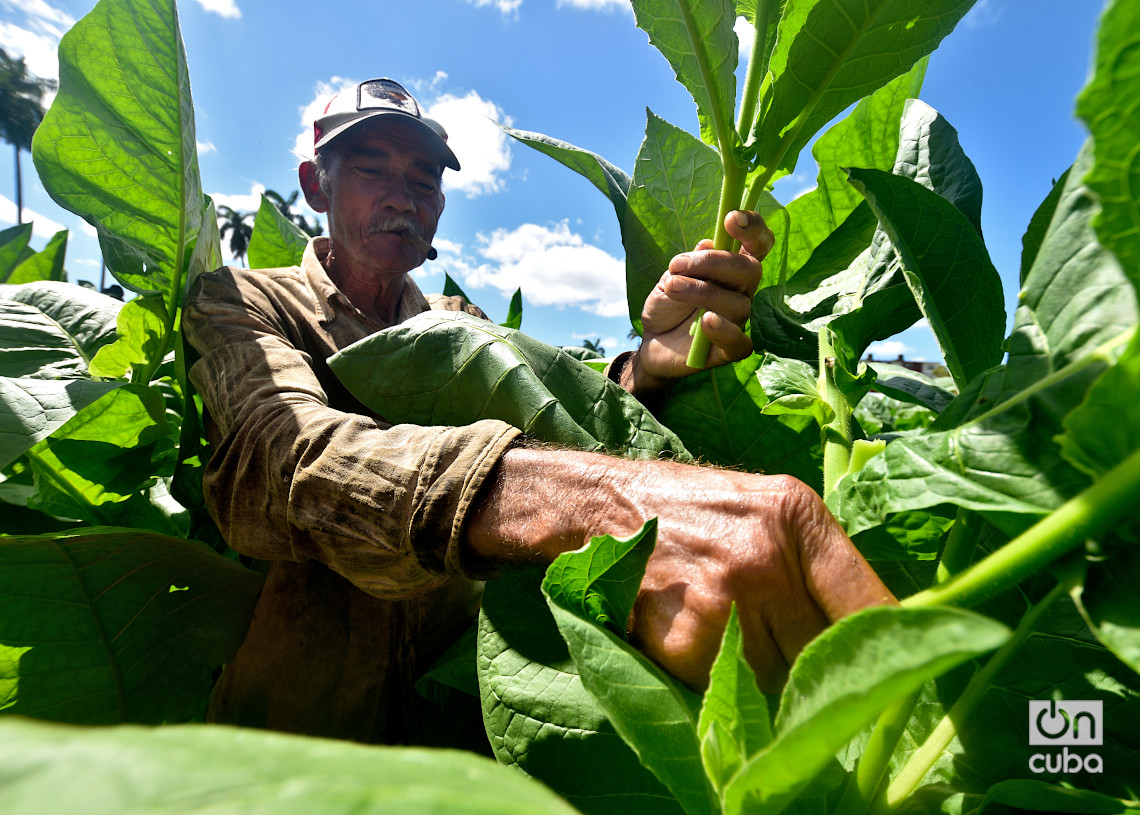 Un veguero realiza el deshije de la planta del tabaco en San Juan y Martínez, Pinar del Río. Foto: Otmaro Rodríguez.