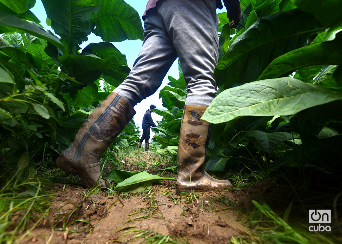 Cultivo de tabaco en San Juan y Martínez Pinar del Río. Foto: Otmaro Rodríguez.