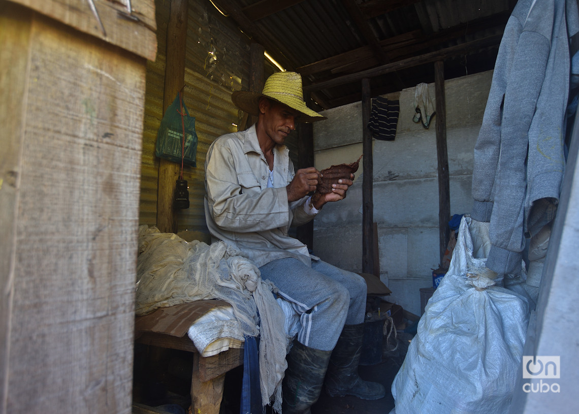 Campesino elaborando tabaco para su consumo, en San y Martínez, Pinar del Río. Foto: Otmaro Rodríguez.