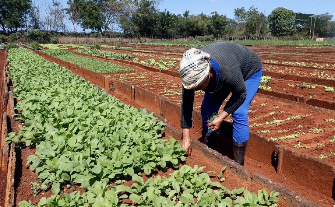 Una persona trabajando en el cultivo de una finca del Centro Cristiano de Reflexión y Diálogo (CCRD), en la provincia de Matanzas. Foto: Ernesto Mastrascusa / EFE.