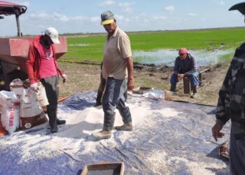 Siembra de arroz en Los Palacios, Pinar del Río, en un proyecto conjunto con Vietnam. Foto: Instituto Nacional de Ciencias Agrícolas (INCA).