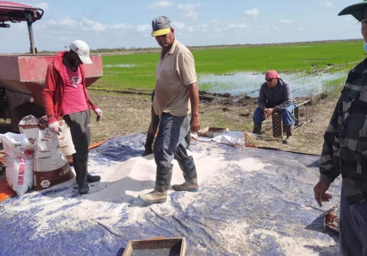 Siembra de arroz en Los Palacios, Pinar del Río, en un proyecto conjunto con Vietnam. Foto: Instituto Nacional de Ciencias Agrícolas (INCA).