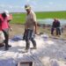 Siembra de arroz en Los Palacios, Pinar del Río, en un proyecto conjunto con Vietnam. Foto: Instituto Nacional de Ciencias Agrícolas (INCA).