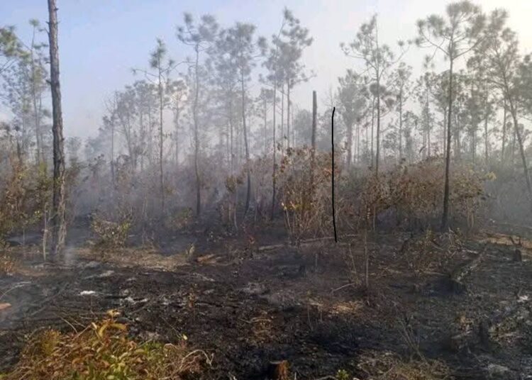 Área afectada por un incendio forestal en el municipio San Juan y Martínez, en Pinar del Río. Foto: Tomada del perfil de Facebook de Radio Guamá.