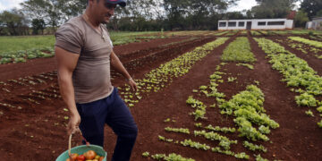 Productor de tomates en Matanzas. Foto: Ernesto Mastrascusa / EFE.