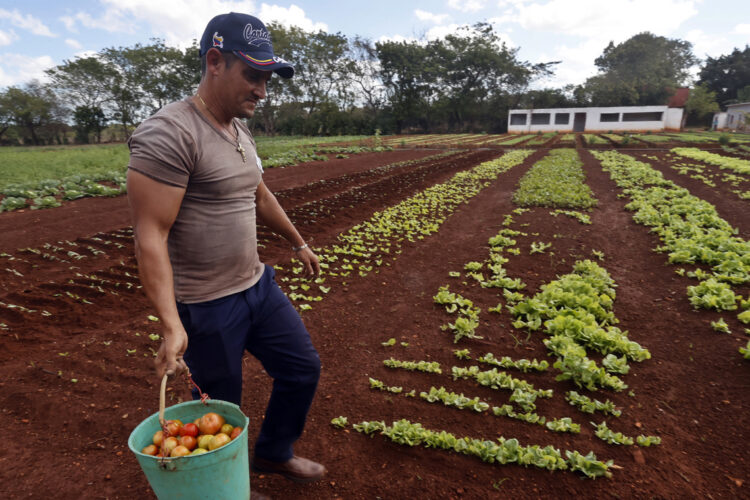 Productor de tomates en Matanzas. Foto: Ernesto Mastrascusa / EFE.