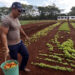 Productor de tomates en Matanzas. Foto: Ernesto Mastrascusa / EFE.