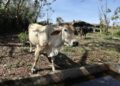 La crisis de la ganadería cubana se ha acrecentado en los últimos años, según confirman los datos oficiales. Foto: Ernesto Mastrascusa / EFE / Archivo.
