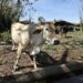 La crisis de la ganadería cubana se ha acrecentado en los últimos años, según confirman los datos oficiales. Foto: Ernesto Mastrascusa / EFE / Archivo.