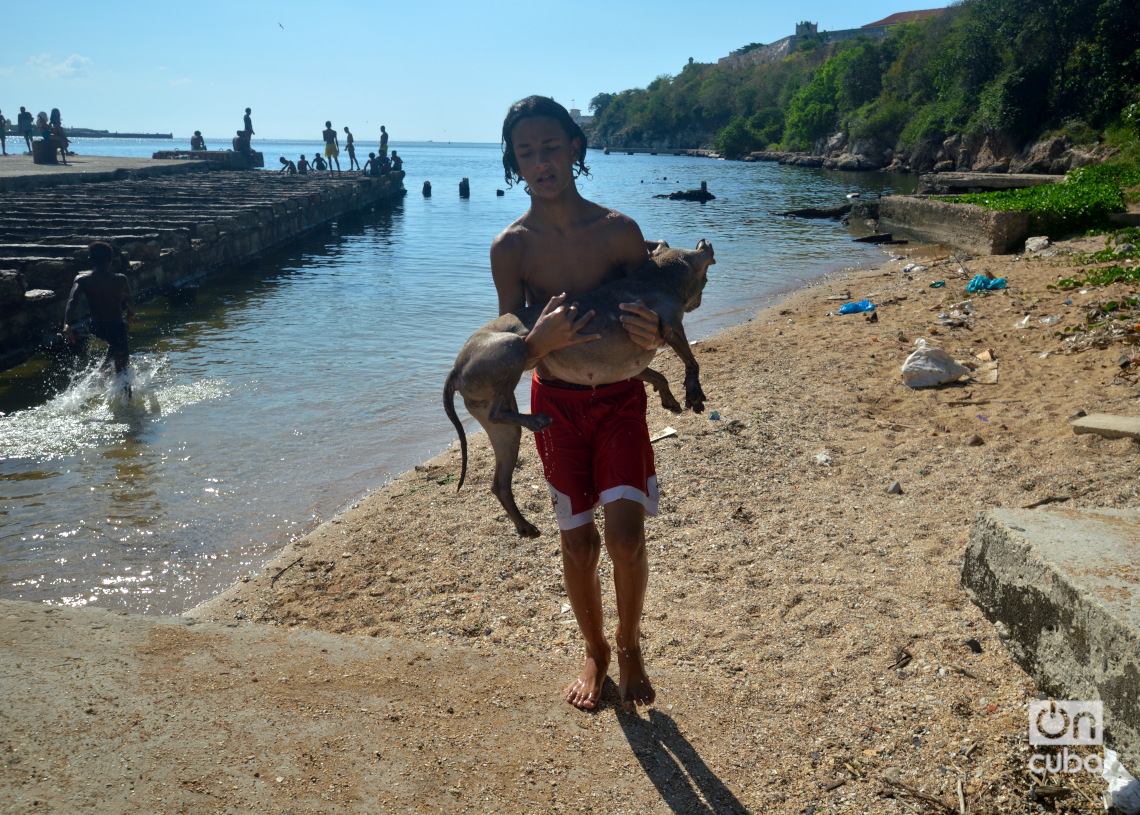 Un niño carga su mascota después de un baño en la playita del antiguo Muelle del Carbón, en Casablanca. Foto: Otmaro Rodríguez.