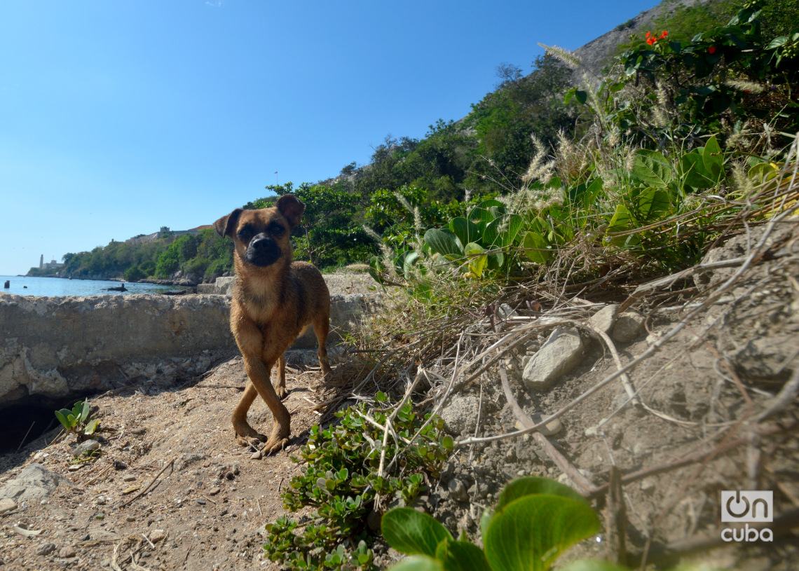 Un perro en la playita del antiguo Muelle del Carbón, en Casablanca. Foto: Otmaro Rodríguez.