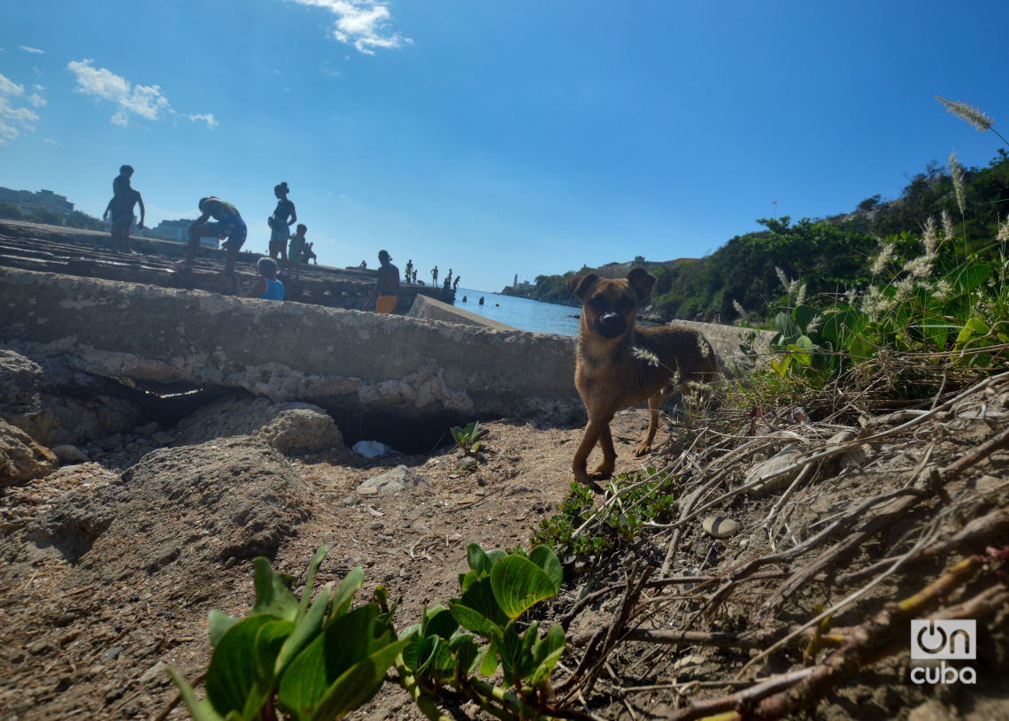 Un perro en la playita del antiguo Muelle del Carbón, en Casablanca. Foto: Otmaro Rodríguez.