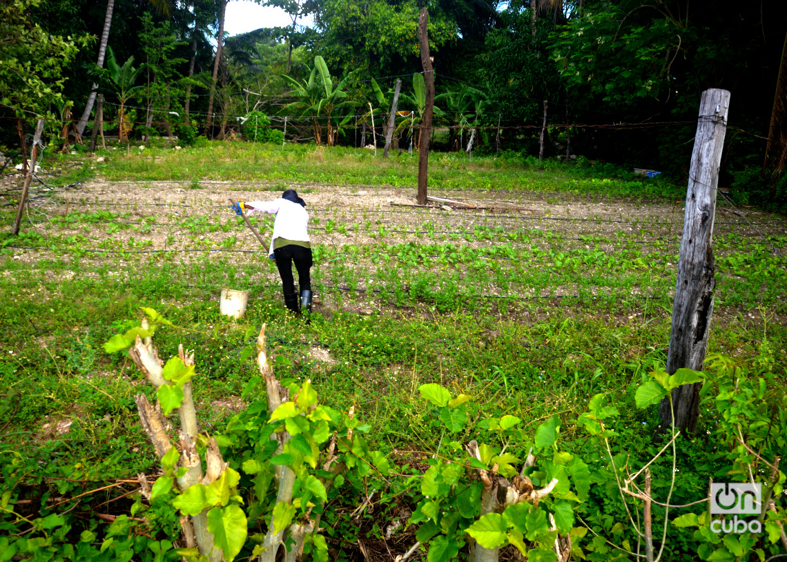 Tierras de cultivo en Cojímar. Foto: Otmaro Rodríguez.