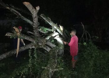 El derribo de árboles fue una de las consecuencias del mal tiempo. Foto: Periódico 26.