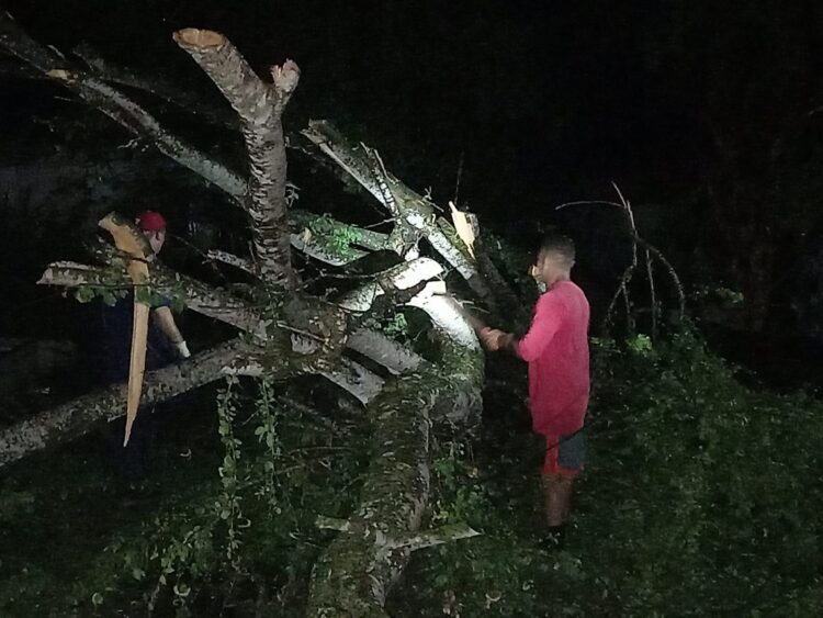 El derribo de árboles fue una de las consecuencias del mal tiempo. Foto: Periódico 26.