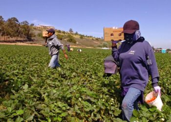Migrantes latinos recolectores de fresas en Estados Unidos. Foto: EFE