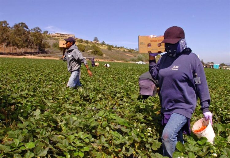 Migrantes latinos recolectores de fresas en Estados Unidos. Foto: EFE