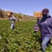 Migrantes latinos recolectores de fresas en Estados Unidos. Foto: EFE