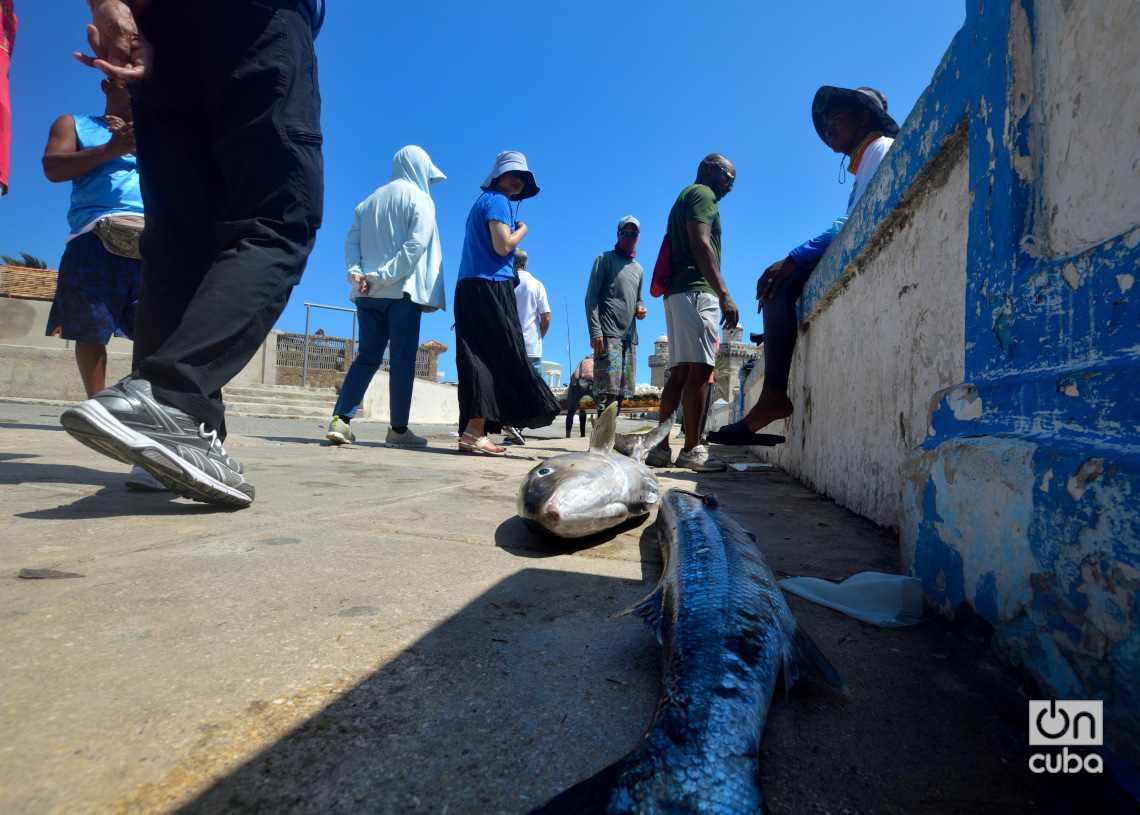 Turistas observan peces capturados en las aguas de Cojímar, en La Habana. Foto: Otmaro Rodríguez.