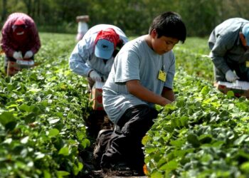 El sector agrícola de EEUU enfrenta una fuerte dependencia de la mano de obra migrante porque los trabajadores estadounidenses suelen rechazar estos empleos. Foto: Gerardo Mora/EFE