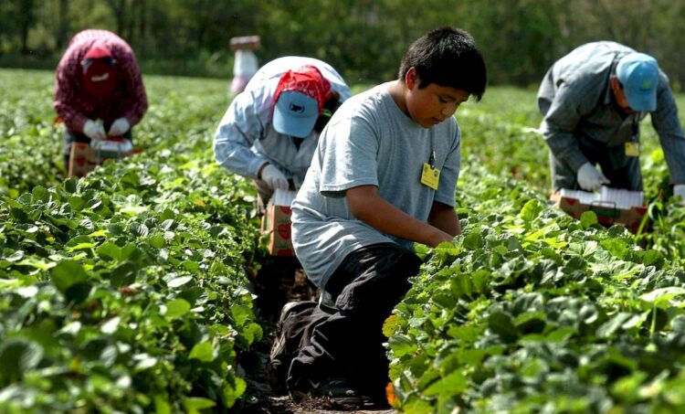 El sector agrícola de EEUU enfrenta una fuerte dependencia de la mano de obra migrante porque los trabajadores estadounidenses suelen rechazar estos empleos. Foto: Gerardo Mora/EFE