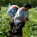 El sector agrícola de EEUU enfrenta una fuerte dependencia de la mano de obra migrante porque los trabajadores estadounidenses suelen rechazar estos empleos. Foto: Gerardo Mora/EFE