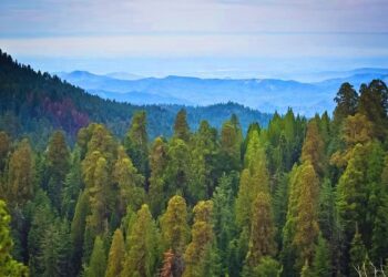 Bosque en Estados Unidos. Foto: Getty Images / Univisión / Archivo.