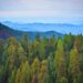 Bosque en Estados Unidos. Foto: Getty Images / Univisión / Archivo.