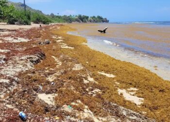 Acumulación de sargazo en la playa El Guanal, en San Antonio del Sur, Guantánamo. Foto: Tomada del perfil en Facebook de la Empresa Pesquera Guantánamo.