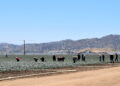 Trabajadores de la agricultura en California testimonian el miedo en sus comunidades desde que comenzaron las redadas migratorias. Foto: EFE/ Mónica Rubalcava.