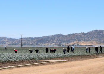 Trabajadores de la agricultura en California testimonian el miedo en sus comunidades desde que comenzaron las redadas migratorias. Foto: EFE/ Mónica Rubalcava.